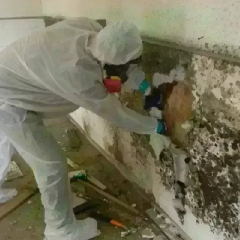 Mold Remediation and Removal in Holiday Valley, OH